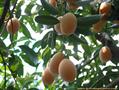GANDARIA